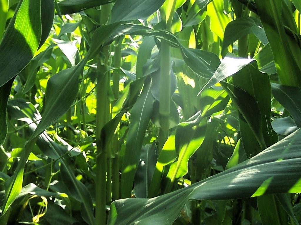 Image from Cosmic Acres farm