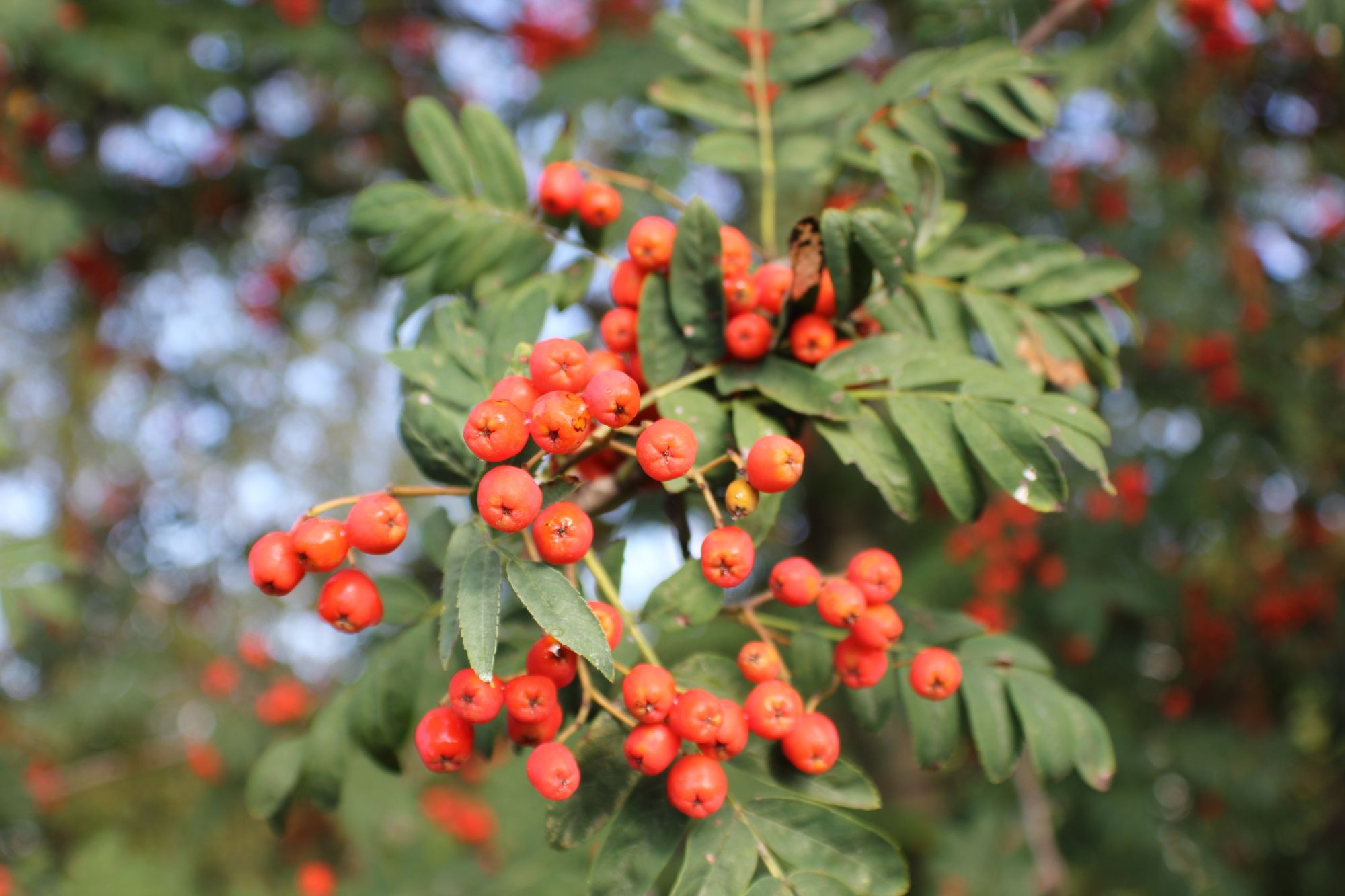 Image from Cosmic Acres farm