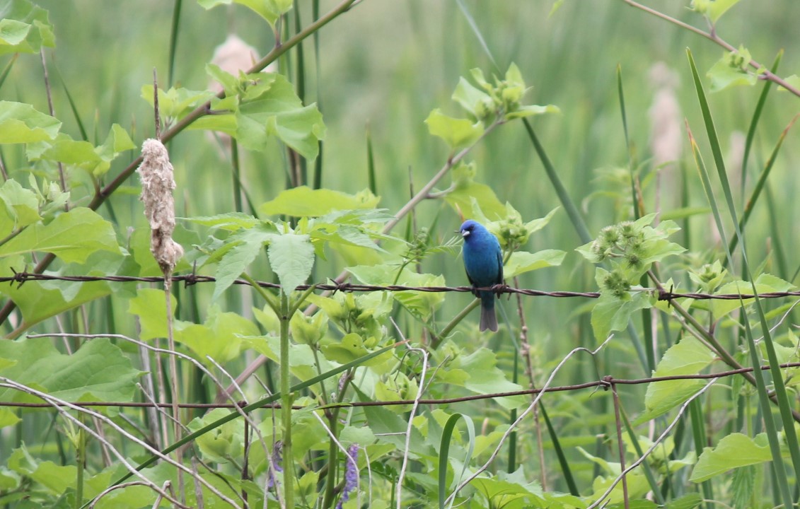 A scenic view of the Cosmic Acres farm