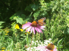 Image from Cosmic Acres farm