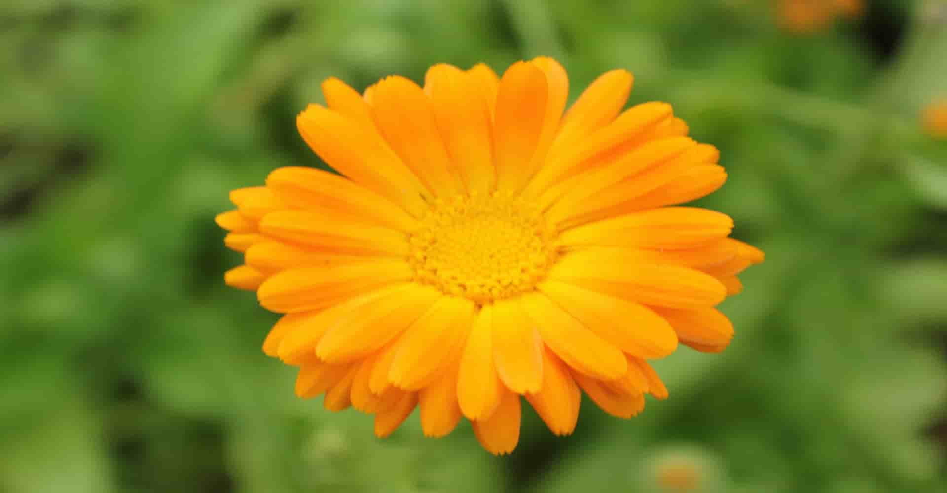 Image from Cosmic Acres farm