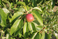 Image from Cosmic Acres farm