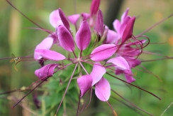 Image from Cosmic Acres farm