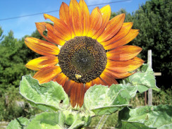 Image from Cosmic Acres farm