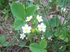 Image from Cosmic Acres farm