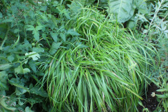 Image from Cosmic Acres farm