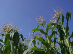 Image from Cosmic Acres farm