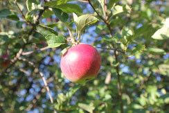 Image from Cosmic Acres farm