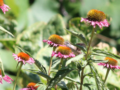 Image from Cosmic Acres farm