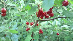 Image from Cosmic Acres farm