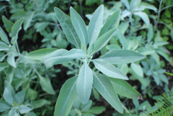 Image from Cosmic Acres farm