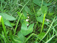 Image from Cosmic Acres farm