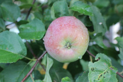 Image from Cosmic Acres farm