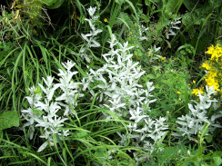 Image from Cosmic Acres farm