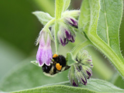 Image from Cosmic Acres farm