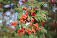 Image from Cosmic Acres farm