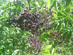 Image from Cosmic Acres farm