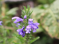 Image from Cosmic Acres farm