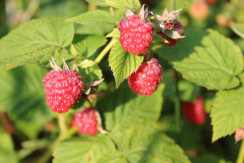 Image from Cosmic Acres farm